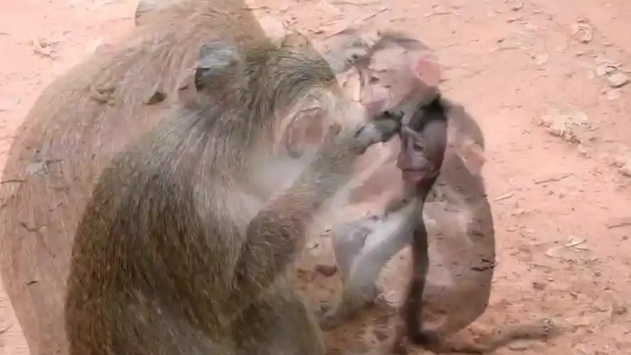 愤怒的母猴"暴打"小猴子,最后奄奄一息,网友:下手太狠了!