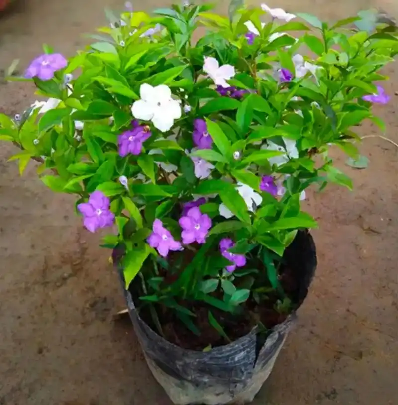 双色茉莉花 - 芯芯花卉 - 抖音