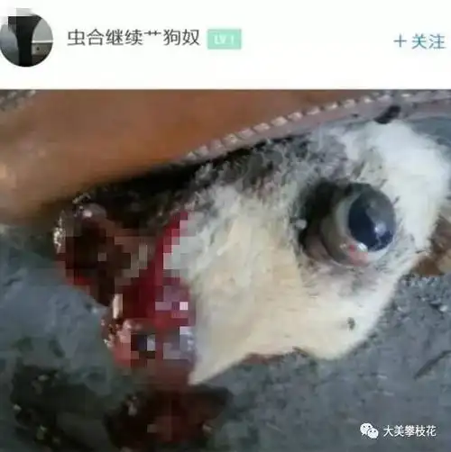 yes_s51,虫合kill狗,虫合杀dog,虫合继续艹狗奴,虫合狂虐瞿施翚,2016