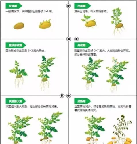 这一阶段虽然生长总量不大,但是处于承上启下的关键时期,全部的同化
