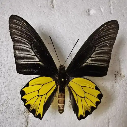 美丽的金裳凤蝶.