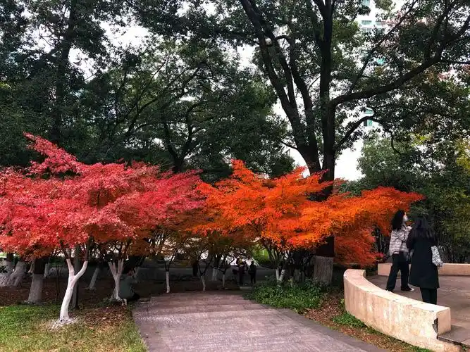 桂子山上 秋色正浓