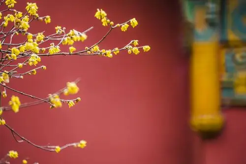 红墙黄瓦映衬腊梅花儿开