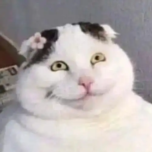 一些超丑的抽象丑猫表情包