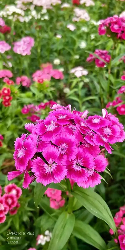 门前那片花海……须苞石竹