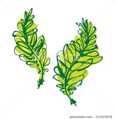 插图素材: 裙带菜