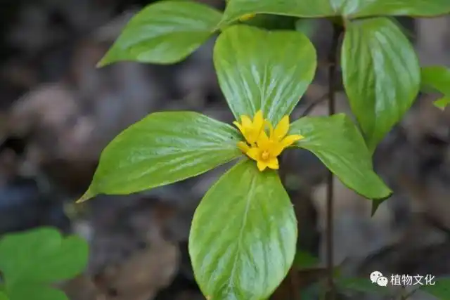 7.报春花科 落地梅