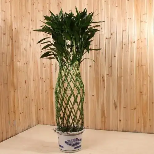 花开富贵,竹报平安,富贵竹不仅寓意美好,而且很容易养活,只要保持充足