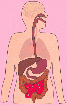 大白话说中医第一百五十一期胃消肠化有分工护肠养胃不放松