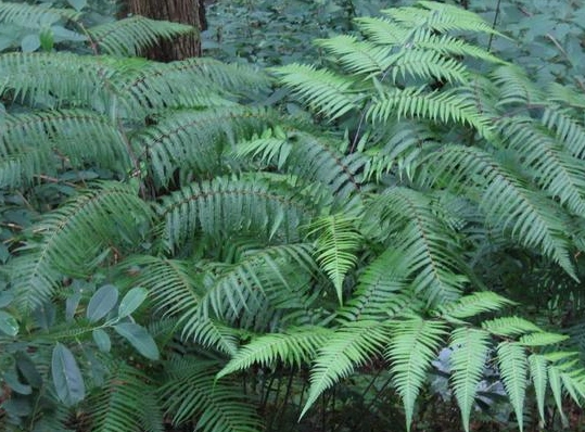 一种农村野草长得毛茸茸,取名"金狗毛",有许多值得珍视的功能