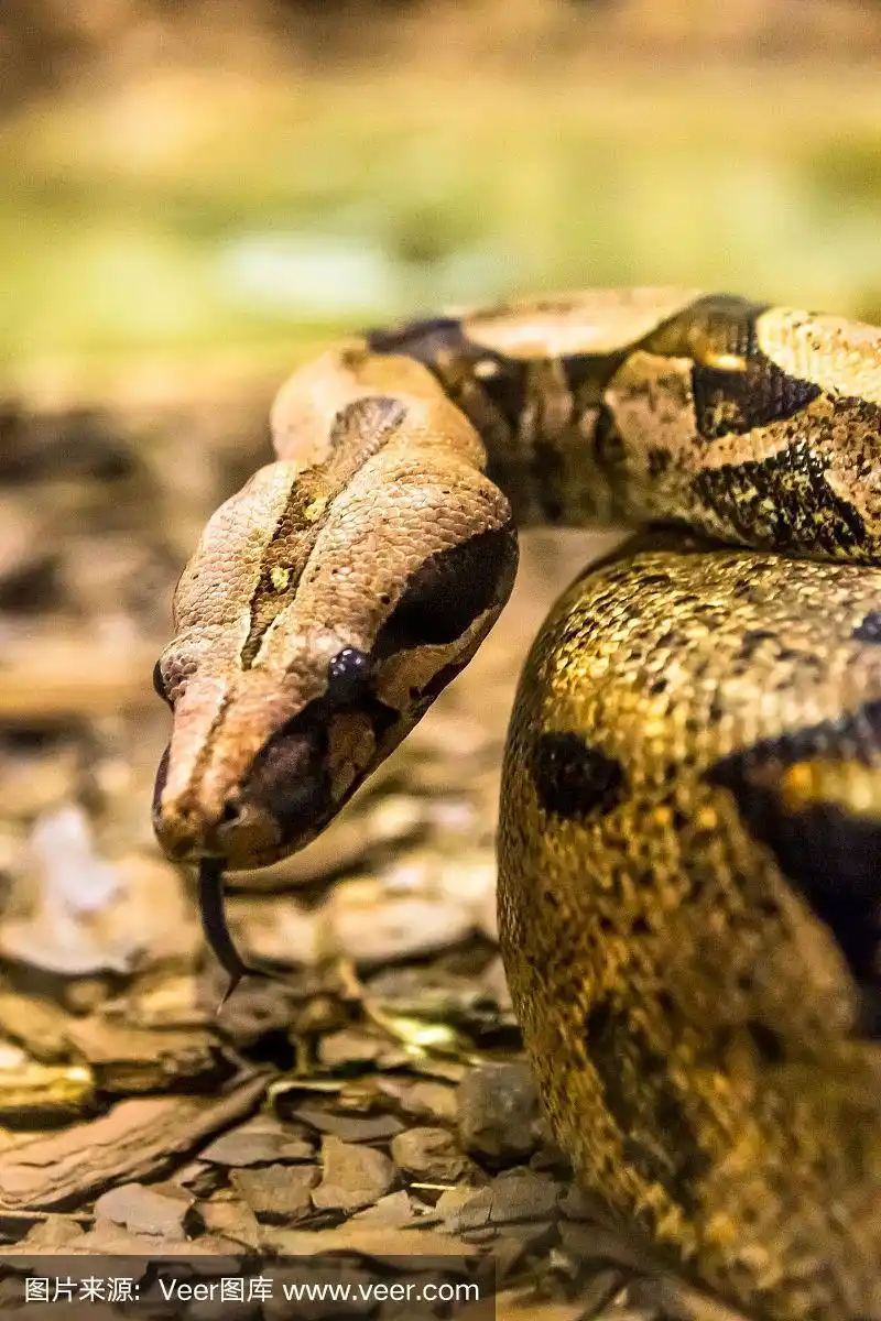 蟒蛇,一种体型巨大的蛇.