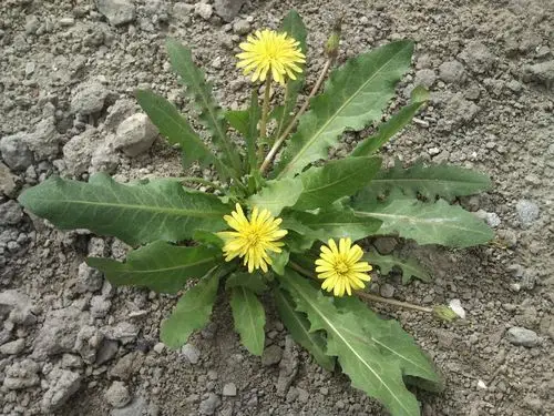 蒲公英植物图片