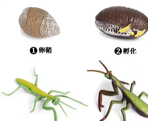 母螳螂交配后会吃丈夫,公螳螂怎么不反抗?真的是为了下一代吗?