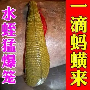 【专诱大蚂蟥】蚂蟥诱捕器蚂蟥水蛭专用引诱剂抓捕板子抓马鳖小药