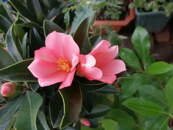 四季杜鹃红山茶