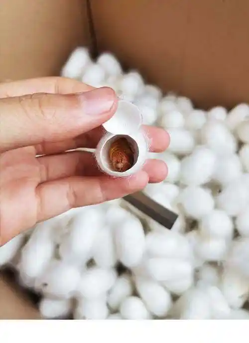 蚕茧如何抽丝(蚕茧抽丝过程好残忍)