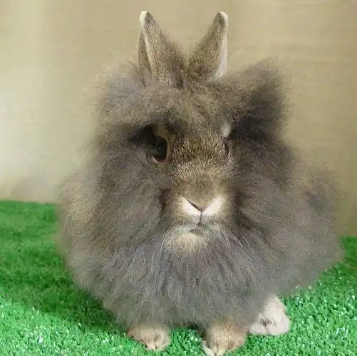 兔子哪里多兔子能听懂主人叫它吗