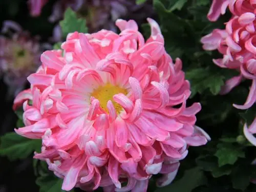 金秋十月拍出最美菊花