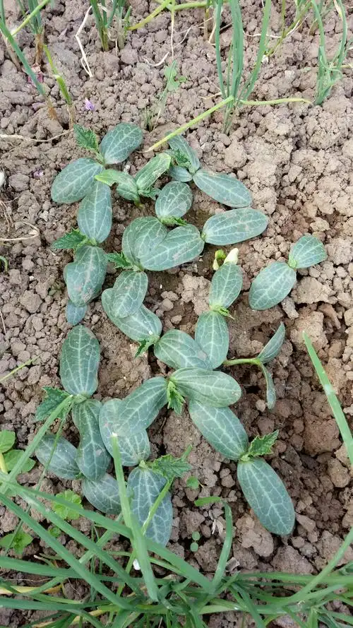 福安说,丝瓜最好栽了,长得快,结果多……看看这幼小的秧苗,去感叹生命