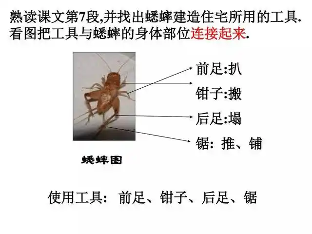 部编版四年级上册第11课《蟋蟀的住宅》知识点 图文解读