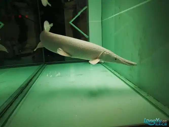 公司养的龙鱼,幽灵火箭各位大神给看看