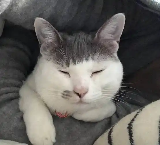 猫的发型也不同,这喵星人的齐刘海,是哪个托尼老师的奇葩设计?