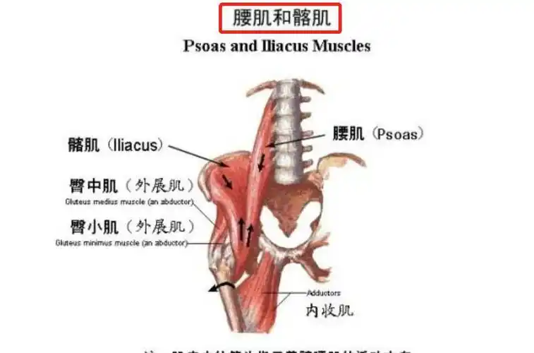 为何要拉伸髋关节屈肌