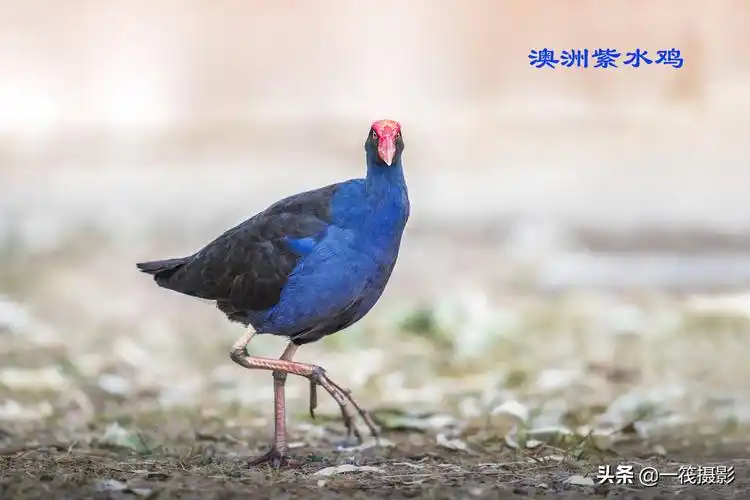 澳洲紫水鸡晓阳george摄影