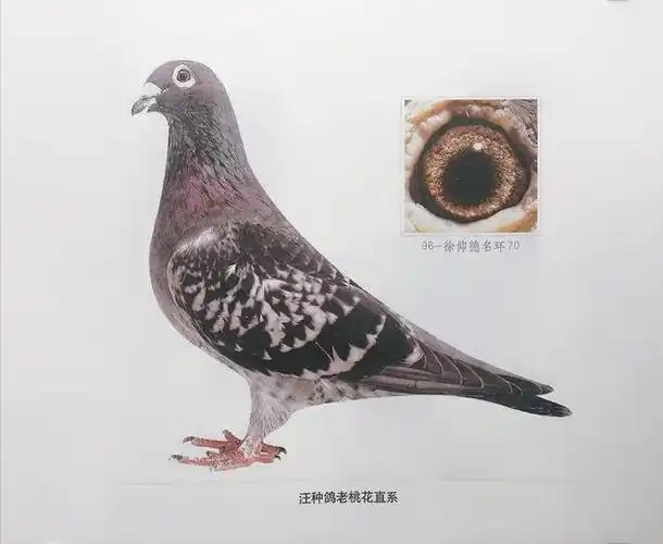 听吴淞鸽界元老余康先生谈玩鸽