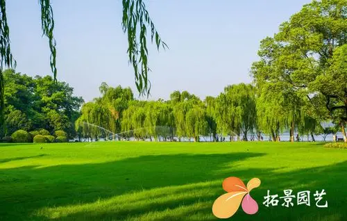 厂家直销天堂草草坪种子耐践踏矮生工程绿化草籽天堂草