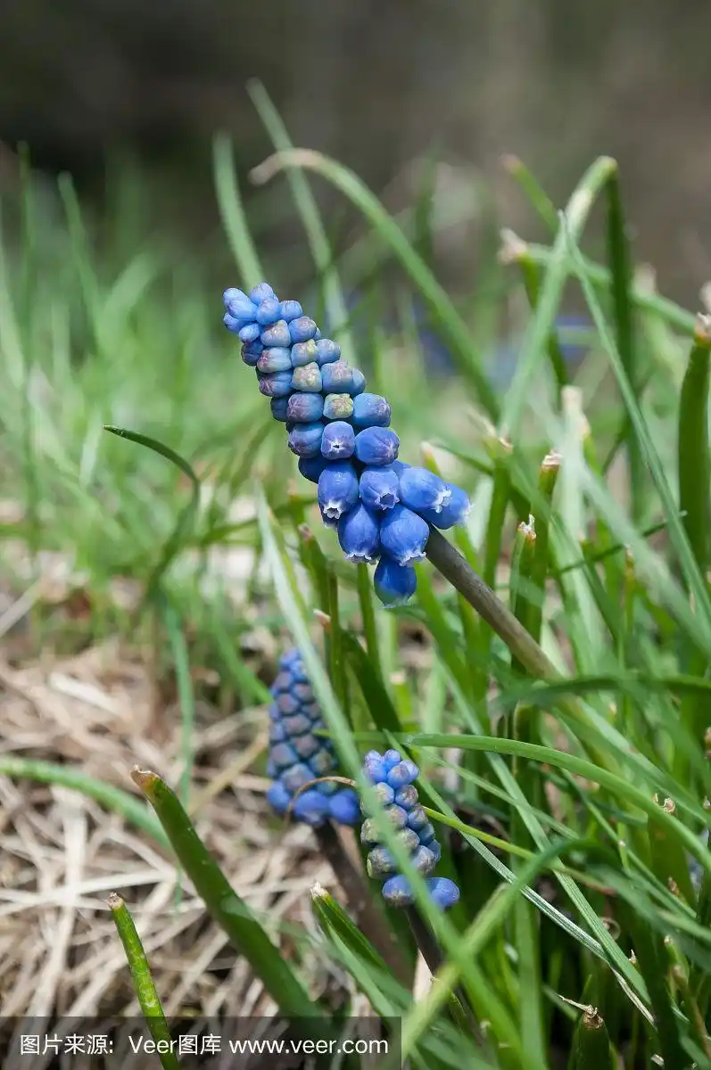 草地上的蓝色麝香草