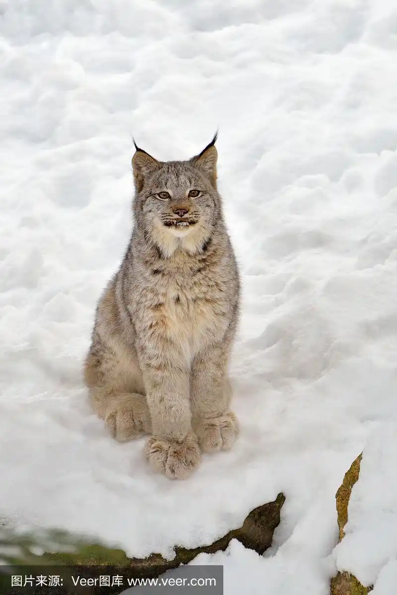 小山猫坐在雪地里