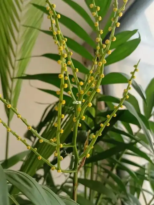 袖珍椰子开花啦