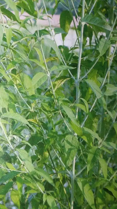 治疗颈椎病古代秘方值得收藏