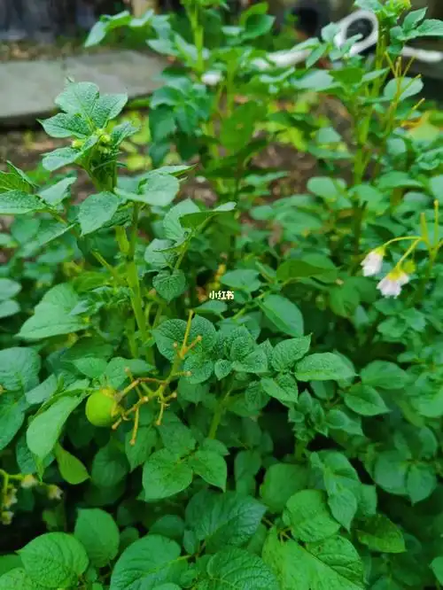第一次看到土豆开花结果果实像番茄