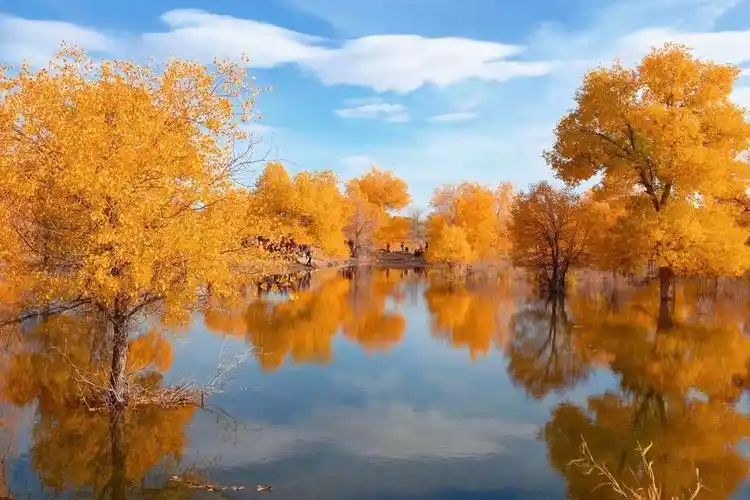 【国庆额济纳】金秋盛典,额济纳最美时节,金秋胡杨林的一片温柔意