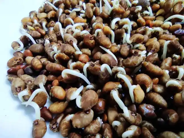 以前空心菜都是买着吃,这回用菜籽自己种的,不用土11天就能吃了