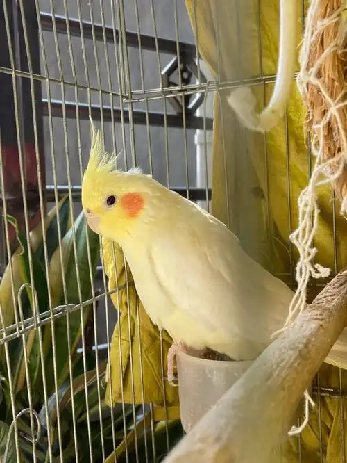 想问一下你可爱的腮红是什么色号呀#玄凤鹦鹉  #鹦鹉