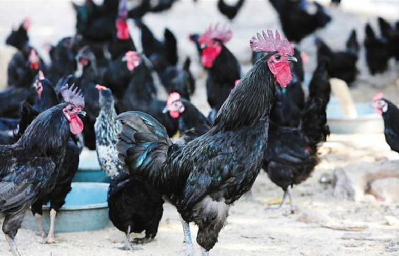 乌骨鸡养殖项目