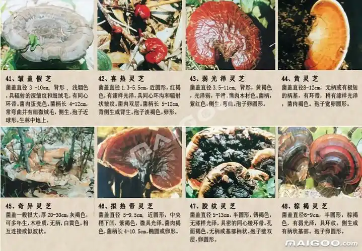 灵芝图片及种类野生灵芝种类图片大全一览野生灵芝和人工灵芝的区别