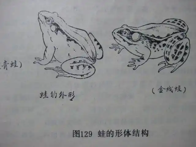 工笔青蛙绘制步骤