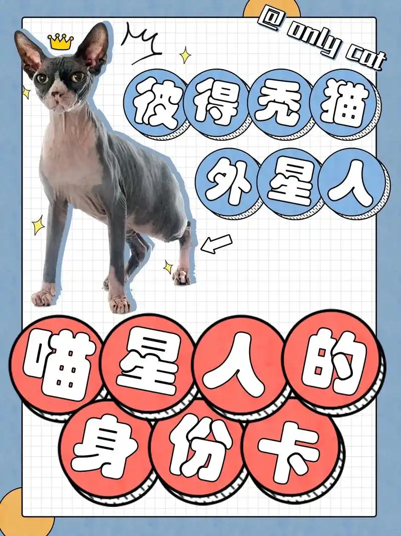 彼得秃猫,天生与众不同!它们秃秃的皮肤和迷人的大眼睛,散发出 - 抖音