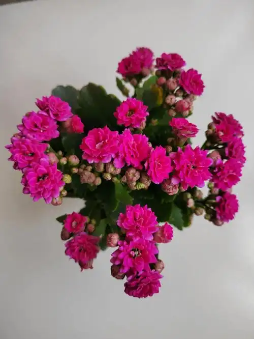 好运花,景天科伽蓝菜属多年生肉质草本植物,是长寿花属的种类之一