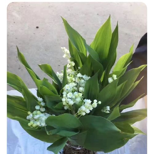 铃兰   预示着吉祥  和平   见证爱情的象征   非常的好管理