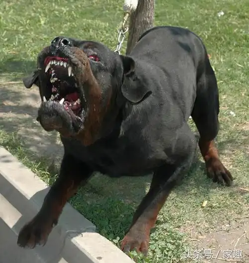 世界十大最危险猛犬(智商最高的猛犬)
