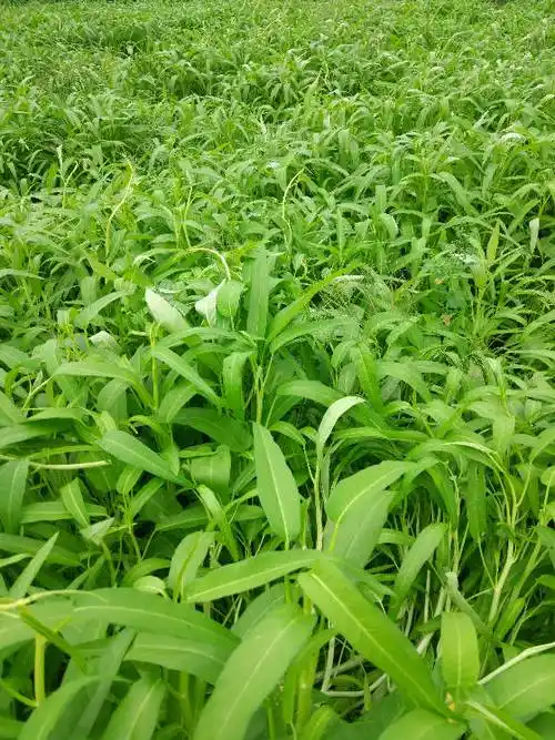 2018年04月27日阳西县空心菜价格