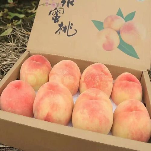 正宗无锡水蜜桃礼盒装新鲜水果精选白凤桃子特产现发生鲜水果评价有礼
