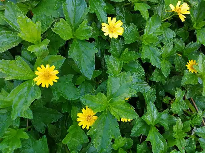 迷你小葵花入侵植物南美蟛蜞菊