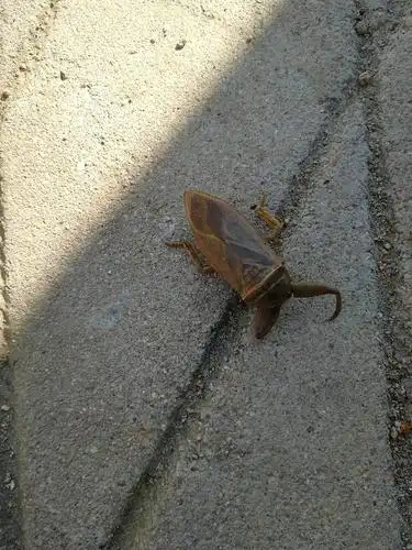 是一类水生昆虫它和负子蝽,蝎蝽等及其容易混淆,大田鳖不负子,直接将