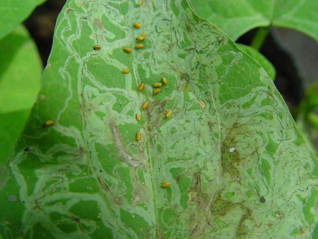 美洲斑潜蝇蛹及危害状.受访者供图